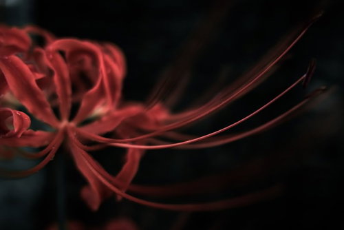 暗闇に浮かぶ触手のような彼岸花の花弁と蕾