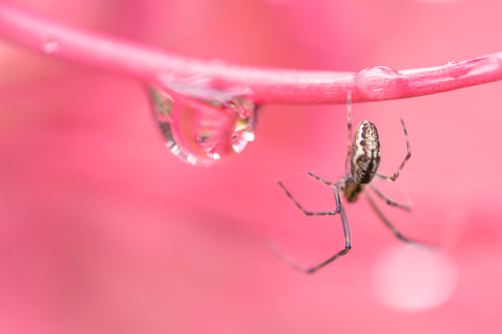 茎にぶら下がるクモと水滴