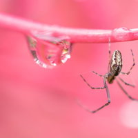 ピンク背景でマクロ撮影した蜘蛛と水滴の接写の写真