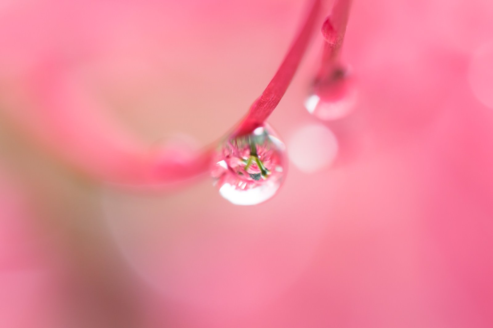 ピンク色の花びらに付いた透明な水滴がマクロ撮影されている写真