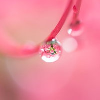 花びらに付いた水滴の写真