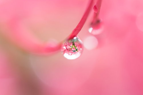 花びらに付いた水滴
