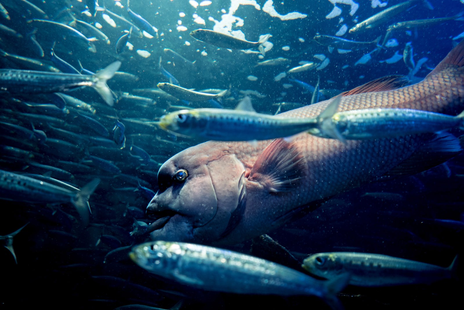 水族館の大型魚が魚群の中を泳ぐ様子