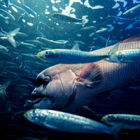水族館の魚群の中を泳ぐ大型魚の写真