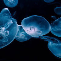 まるで宇宙を漂うクラゲの群れ 水族館の深海生物の写真