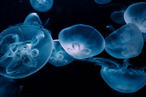 まるで宇宙を漂うクラゲの群れ 水族館の深海生物の写真