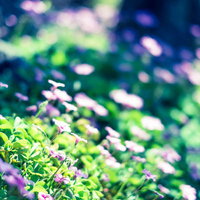 路傍に咲く紫とピンクの小さな花が密集する花壇の写真