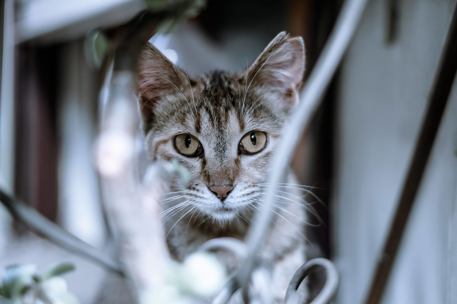 こちらを凝視するキジトラ猫の正面アップ写真