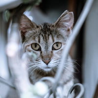 こちらをじっと凝視する猫の顔、黄緑色の瞳で見つめるキジトラ猫の写真