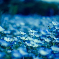 白と青のネモフィラの花畑の写真