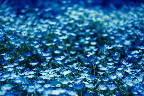 一面に咲くネモフィラの花畑