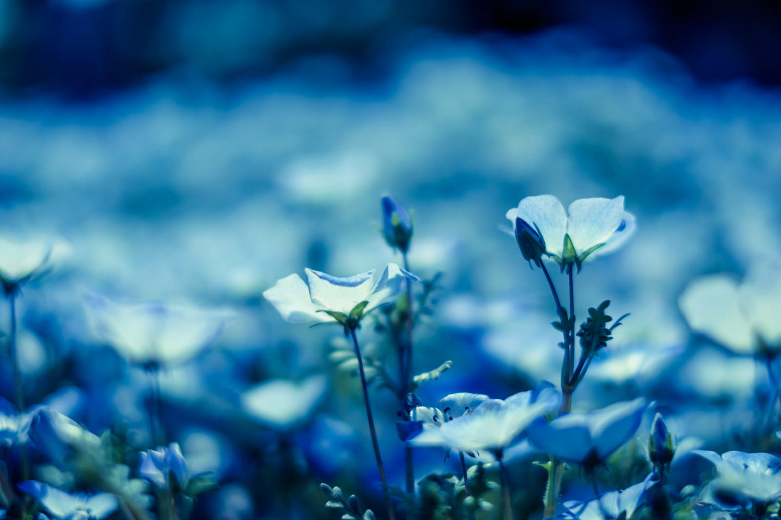 白い花弁のネモフィラが群生する花畑。蕾と開花した花が混在している