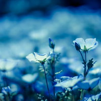 白く咲くネモフィラの花々の写真