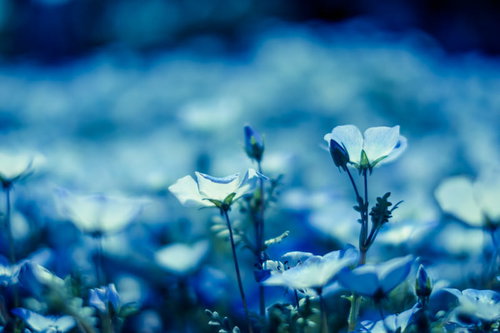白く咲くネモフィラの花々