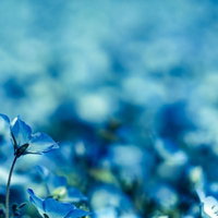 青いネモフィラの花が咲く春の風景、瑠璃色の花畑の写真