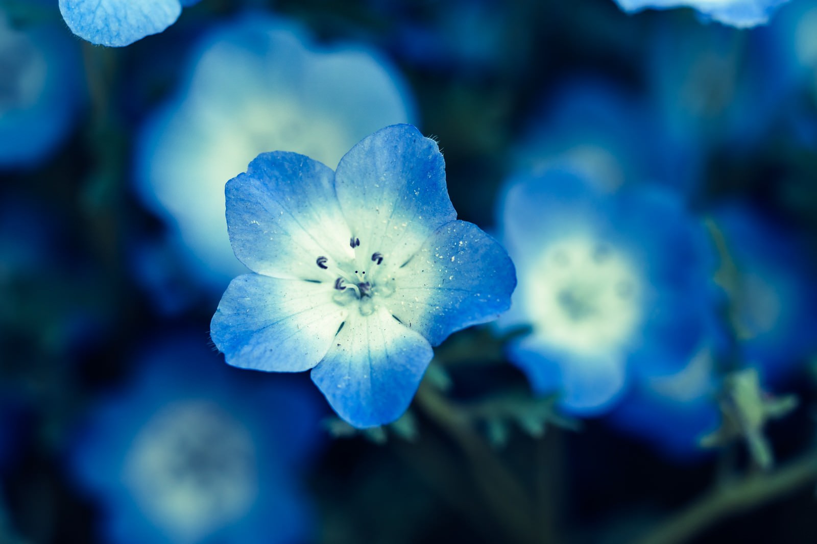 露が付いた薄い青色のネモフィラの花のクローズアップ