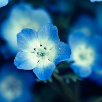 露を帯びたネモフィラの花、薄い青から濃い青へのグラデーションの写真