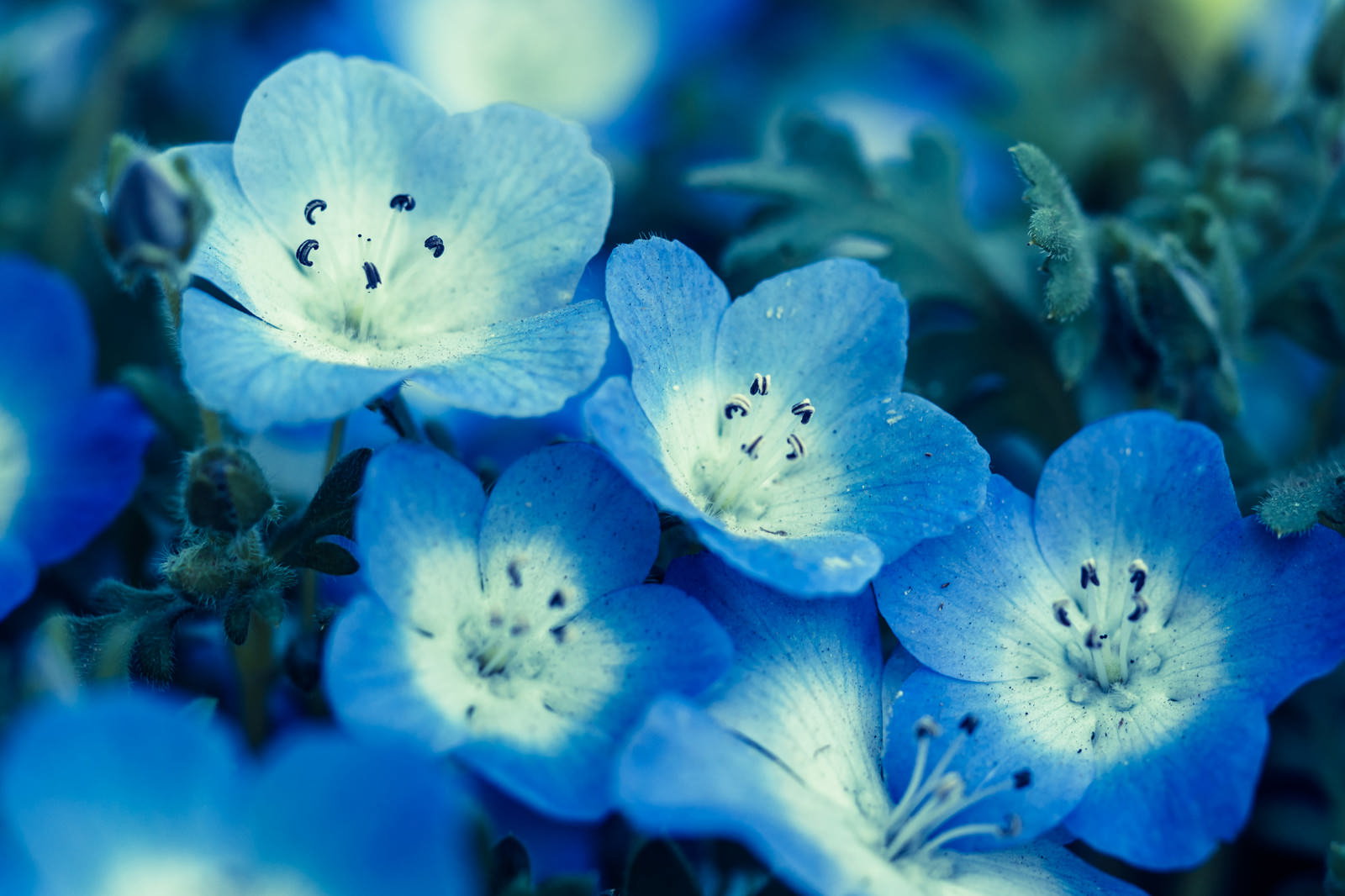 青いネモフィラの花が咲く春の庭