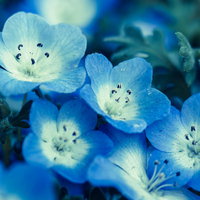 青いネモフィラの花が咲く春の庭園風景の写真