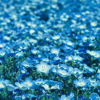 満開のネモフィラ畑：淡青色と白い小花が咲き誇る春の花風景の写真