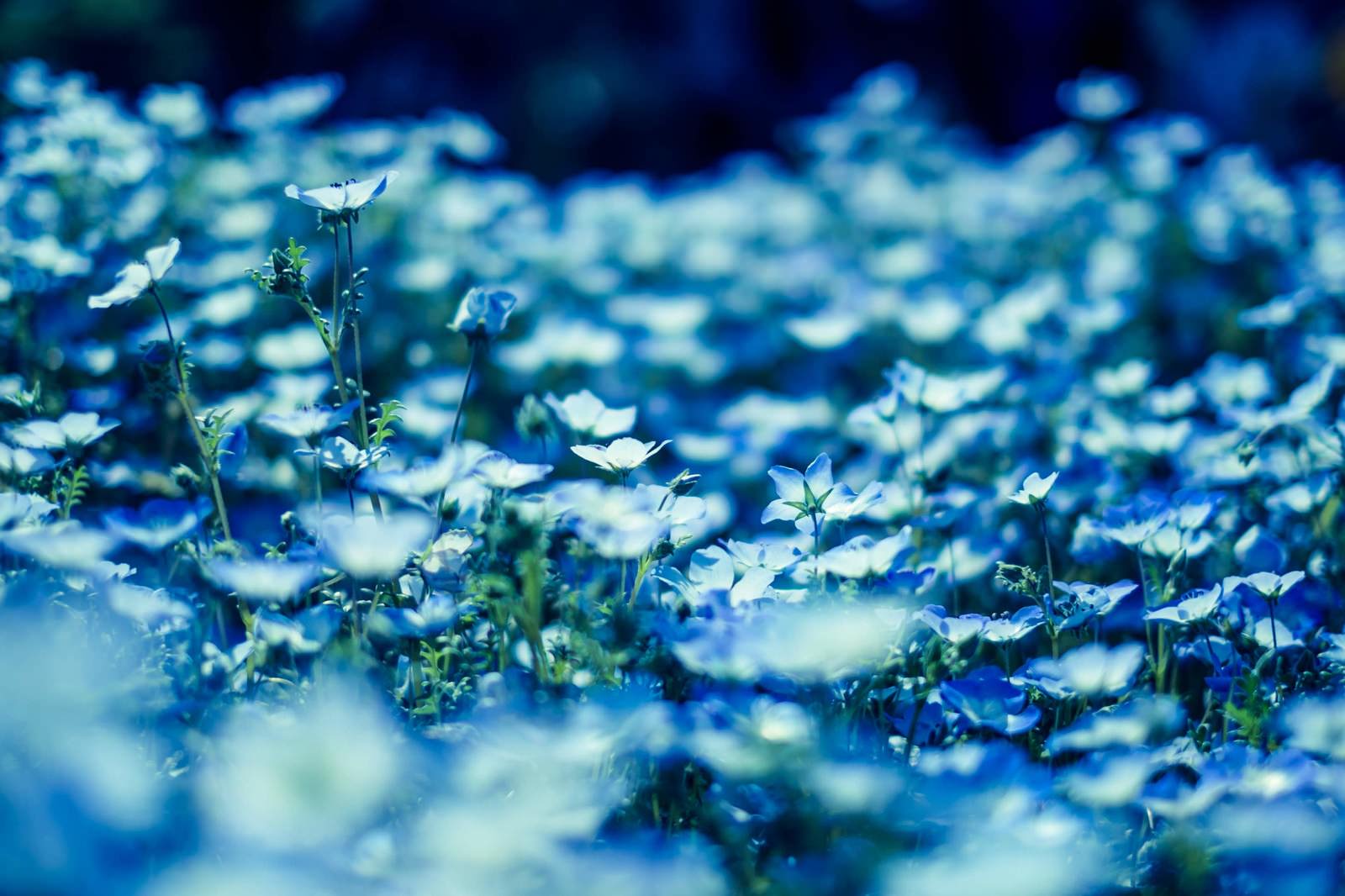 青いネモフィラが満開に咲く春の花畑の風景の写真素材 - フリー素材