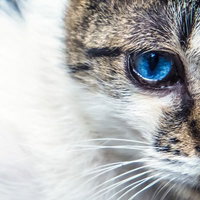蒼眼の猫のクローズアップ、グレーと白の短毛に青い瞳の写真