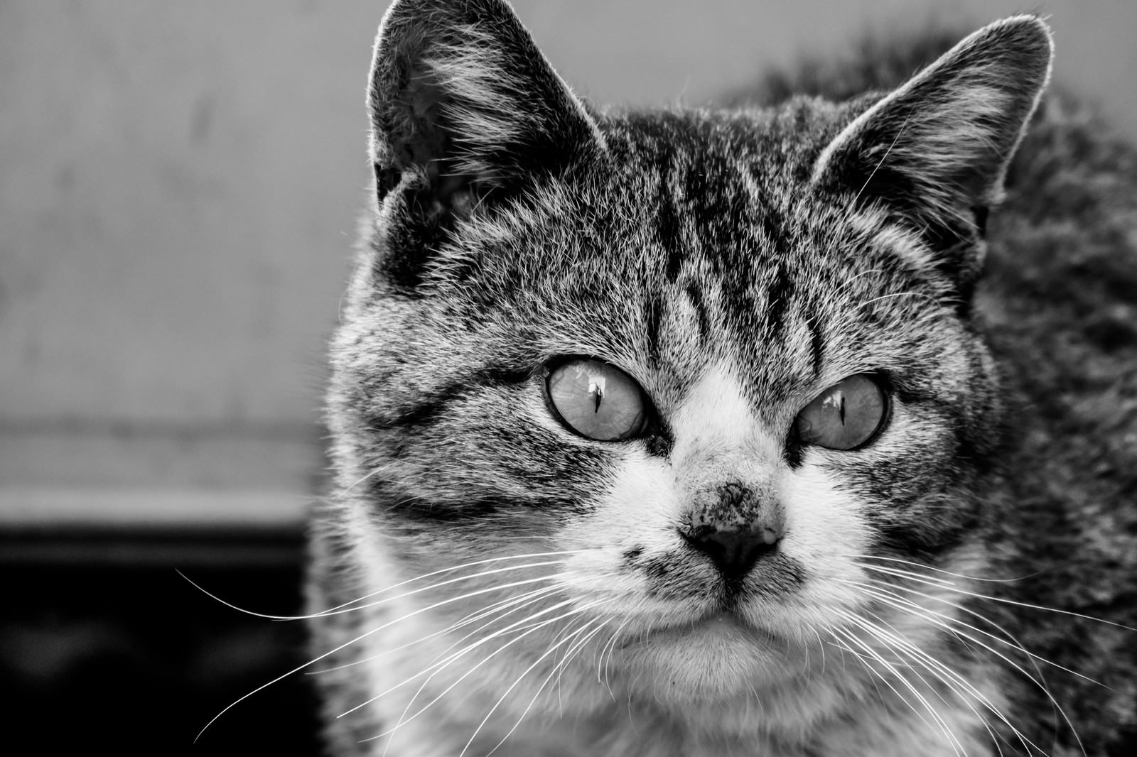 白黒の毛並みの猫が目を見開いて前方を凝視している写真