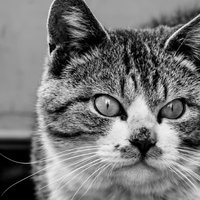 何かを見てしまった猫の凝視した真剣な顔つきの写真