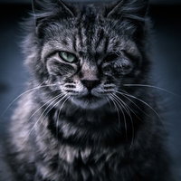 ゴロツキ猫が片目を細めて睨む、悪人顔の凶悪な表情の写真