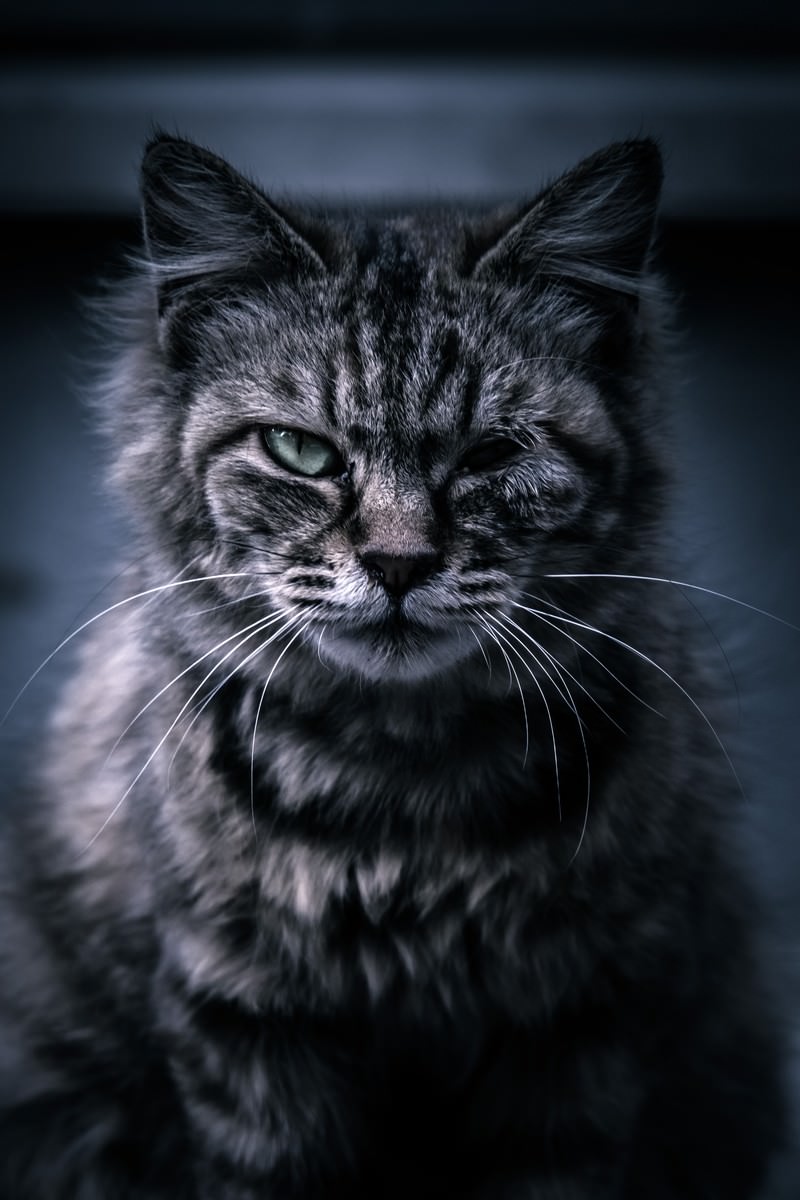 片目を細めて鋭く睨むゴロツキ猫の顔のクローズアップ