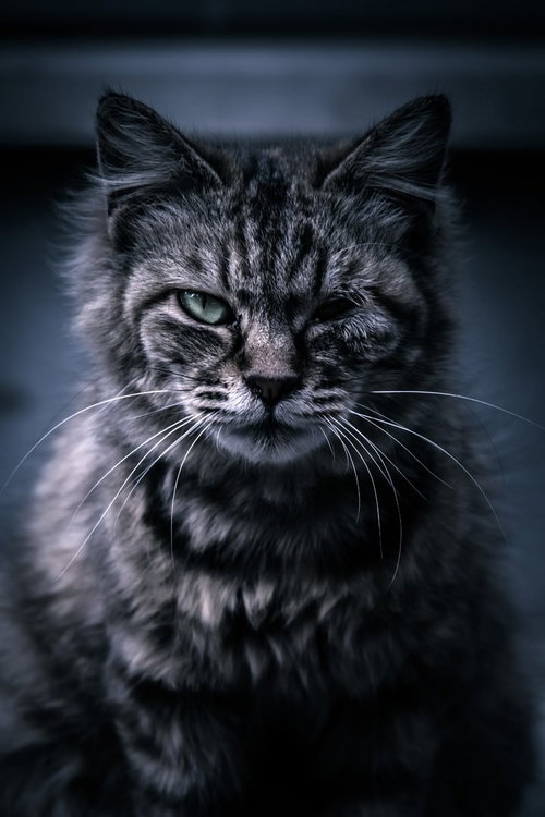 ゴロツキ猫が片目を細めて睨む、悪人顔の凶悪な表情