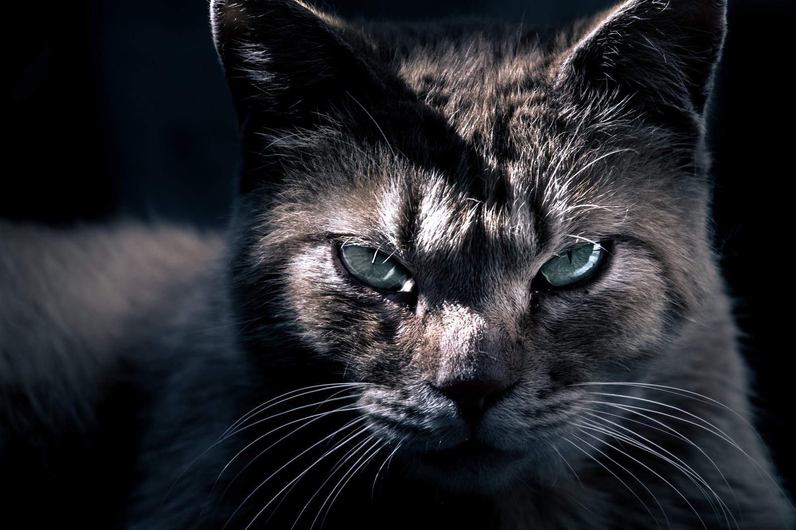 暗闇の中で睨みつける猫の横顔