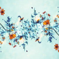 秋桜が空に螺旋を描く－青空を背景に舞うコスモスの花々の写真