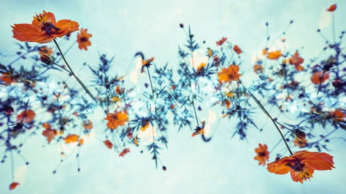 秋桜が空に螺旋を描く－青空を背景に舞うコスモスの花々