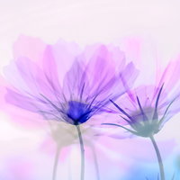 重なり合う紫のコスモスの花（フォトモンタージュ）の写真