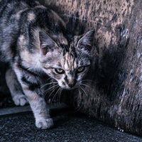 縄張りを意識して歩く猫の警戒した表情と行動の写真