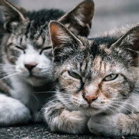 川沿いから見た横浜のスカイラインの写真