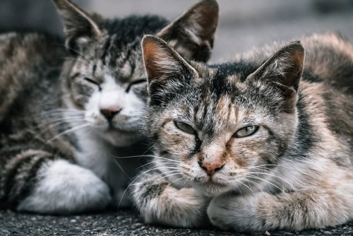 川沿いから見た横浜のスカイライン