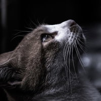 天井を見つめる猫の横顔の写真