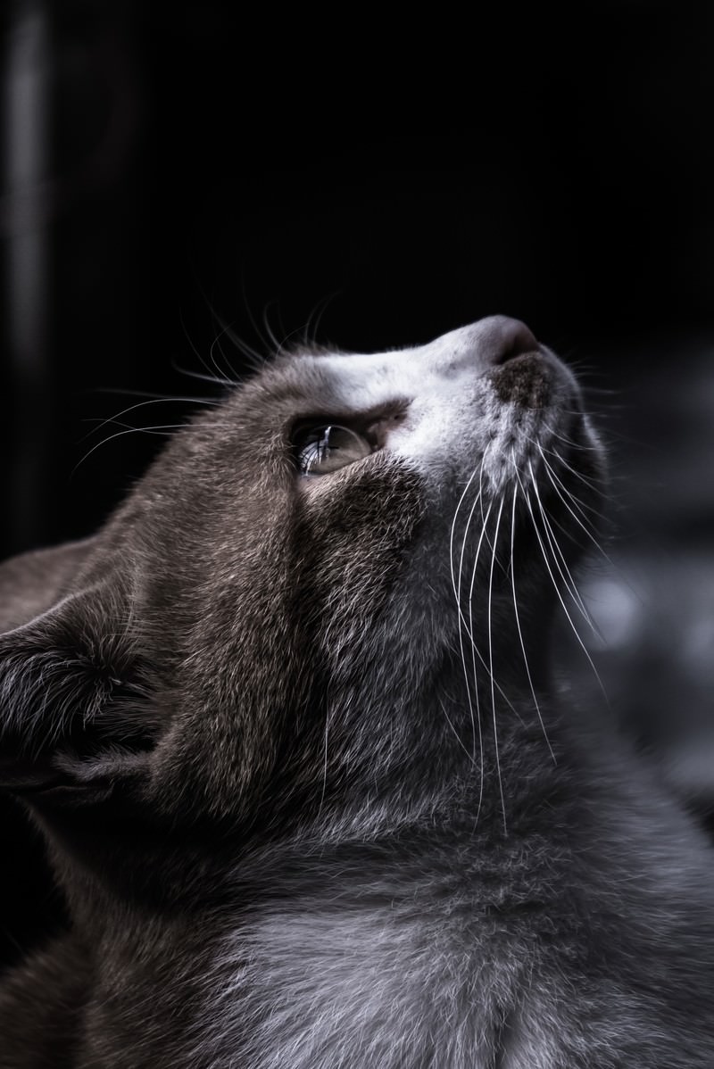 天井を見つめるキジトラ猫の横顔、長いひげと瞳が目立つ