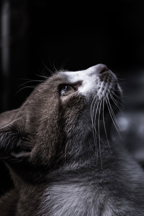 A Cat Gazing at the Ceiling