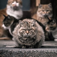 3匹の猫が集結したネコザイルの写真