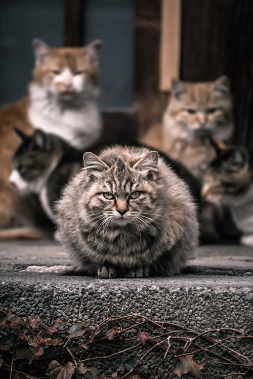 3匹の猫が集結したネコザイル