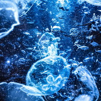 海月と魚群が共存する深海のフォトモンタージュの写真