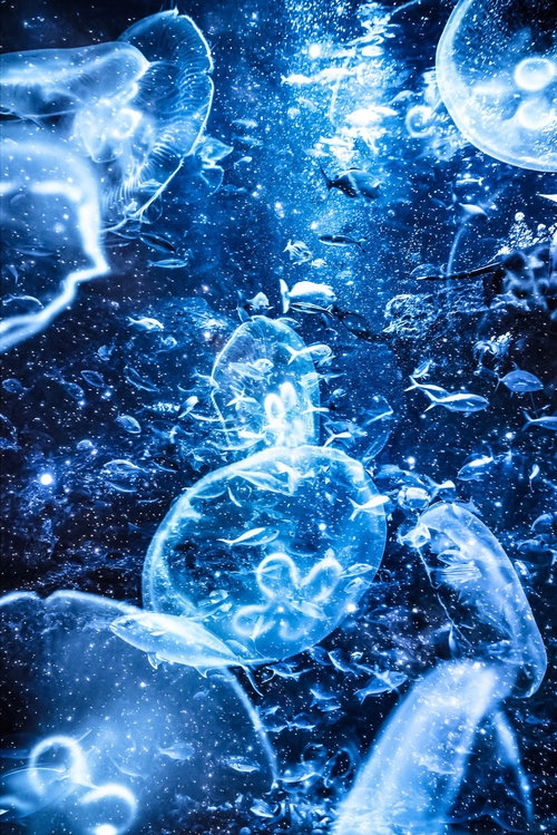 海月と魚群が共存する深海のフォトモンタージュの写真