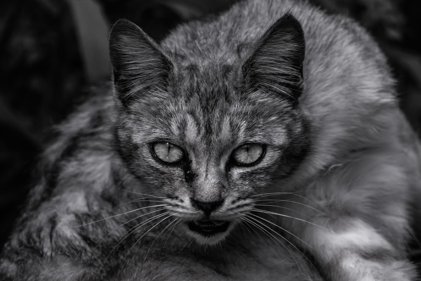 不気味な表情で睨む白黒の猫、目玉が大きく開いた恐ろしい顔