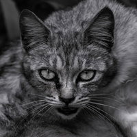 呪いの猫、不気味な表情で睨む、モノクロホラーの写真