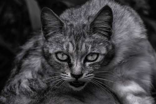 呪いの猫、不気味な表情で睨む、モノクロホラー