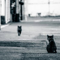 夫の帰りを待つ猫たち - アスファルト路上の黒猫たちの待機の写真