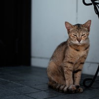 目を細めてお座りする家猫のキジトラ成猫の写真